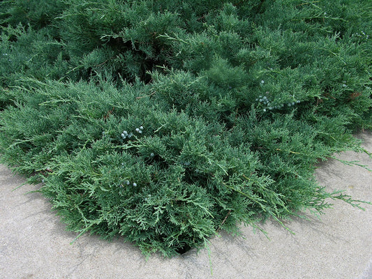 Blue Sargent Juniper | Live Plants | Juniperus Chinensis | Drought Tolerant Cold Hardy Evergreen Ground Cover