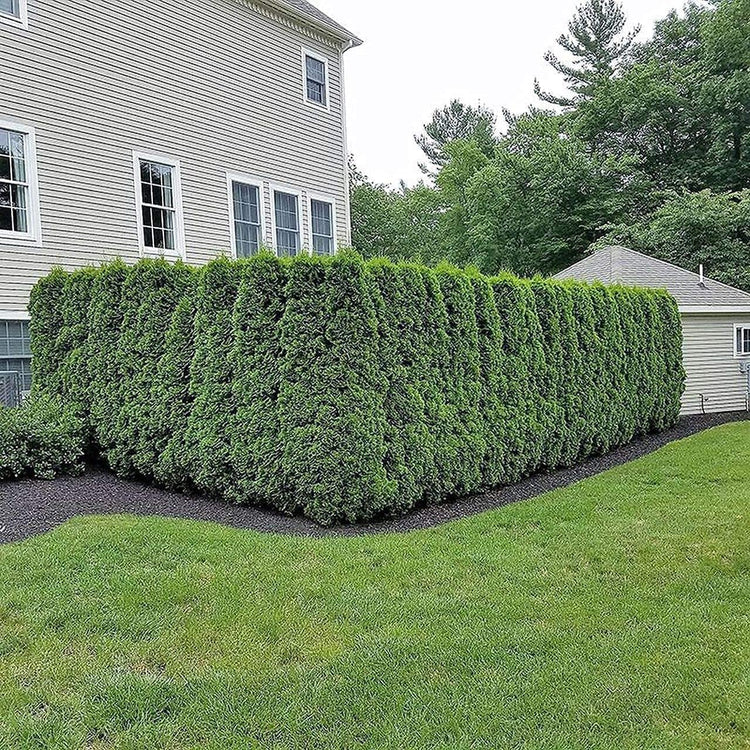 Arborvitae Emerald Green | Live 4 Inch Pot | Thuja Occidentalis Smaragd Tree | Evergreen Privacy Screening Hedge Plants