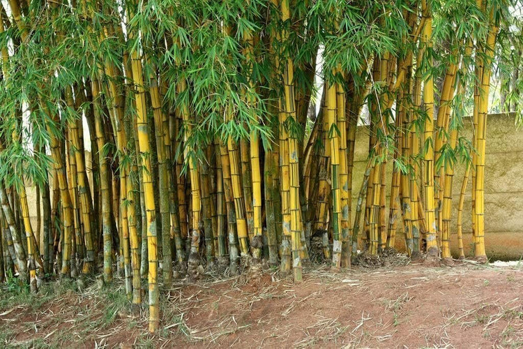 Golden Hawaiian Bamboo | Live Plant | Bambusa Vulgaris Vittata | Beautiful Rare Unique Specimen | Non|Invasive Clumping Bamboo Privacy Screen