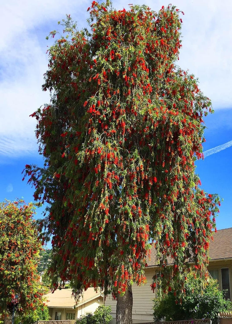 Bottlebrush Tree | Live Gallon Size Plant | Callistemon Citrinus Red Cluster | Drought Tolerant Bird Attracting Shrub Tree
