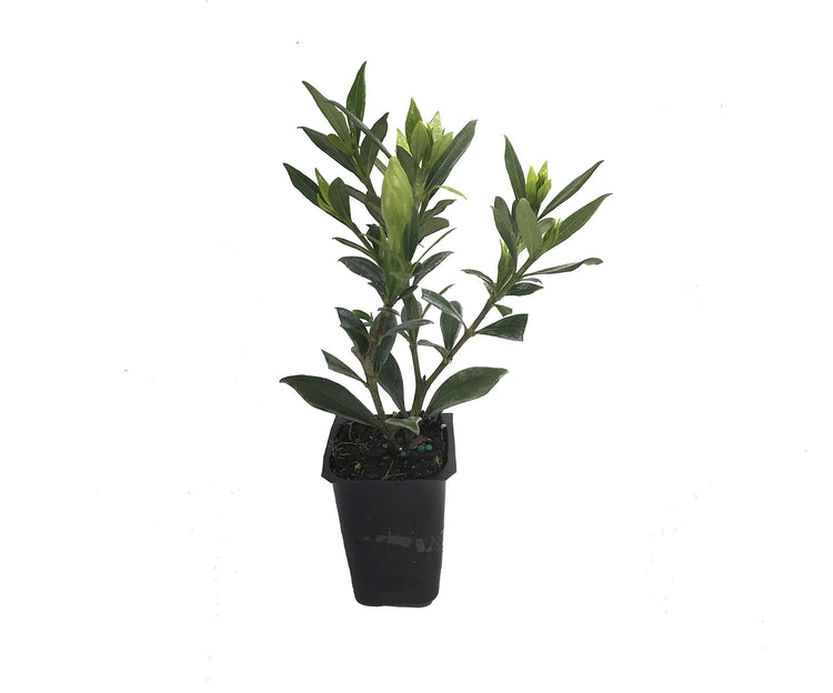 Frostproof Gardenia | Live Plants | Fragrant Blooming Shrub | Gardenia Jasminoides