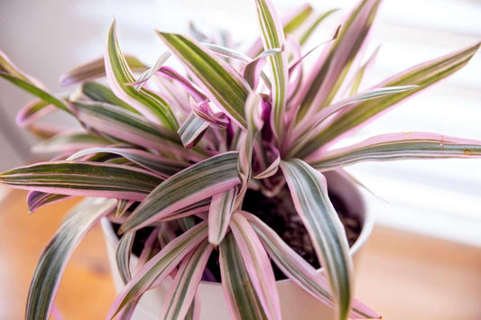 Tri Color Dwarf Oyster Plant | Live Plants | Tradescantia Spathacea 'Tricolor' | Indoor Outdoor Decorative Accent | Vibrant Foliage