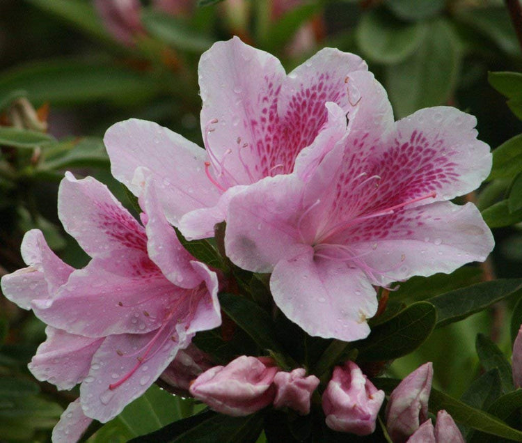 Azalea George Tabor | Live Plants | Light Orchid/White Flowering Rhododendron