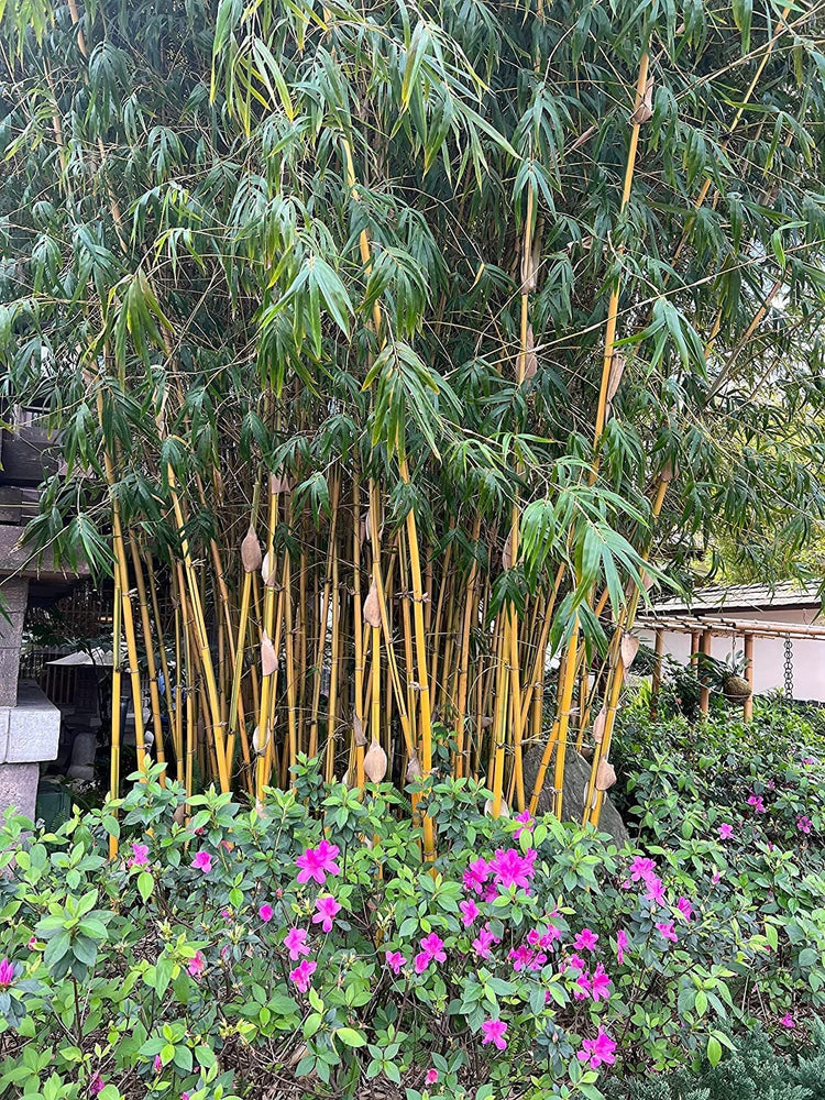 Bambusa Vulgaris Vittata | Live Plant | Golden Hawaiian Bamboo | Beautiful Rare Unique Specimen | Non|Invasive Clumping Bamboo Privacy Screen