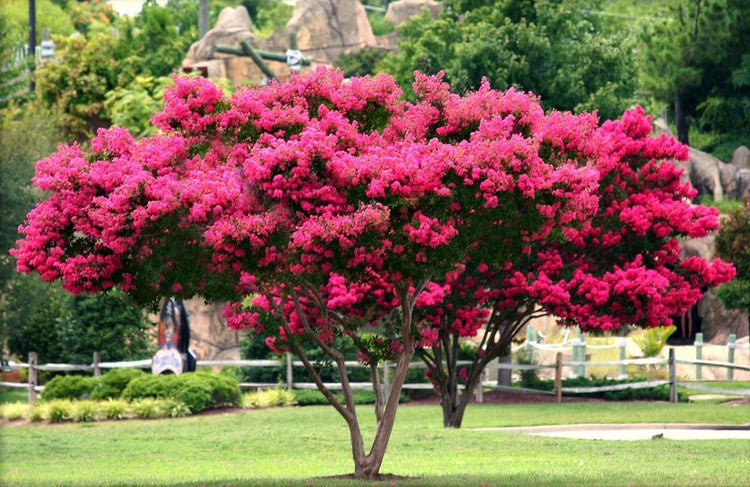Crape Myrtle Tonto | Extra Large 3 Gallon Plants | Lagerstroemia 'Tonto' | Hardy Fuchsia Blooms | Compact Growth