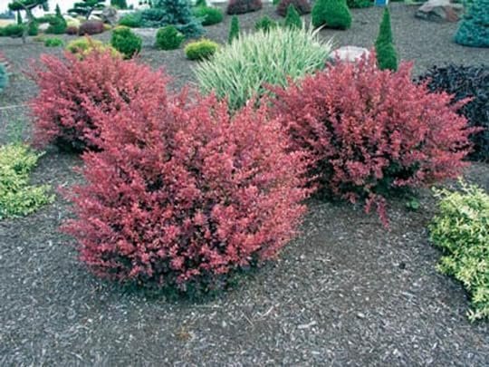 Barberry Rosy Glow | Live Plants | Vibrant Dual|Toned Foliage, Ideal for Landscaping & Hedging, Hardy & Drought|Tolerant, Live Decorative Shrub Plant