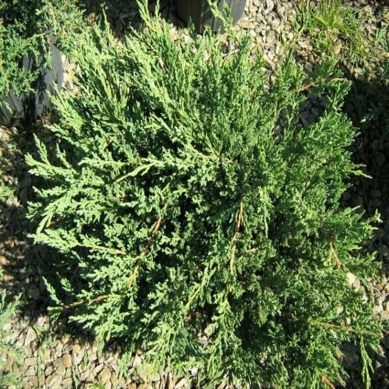 Green Sargent Juniper | Extra Large 3 Gallon Plant | Fast|Growing Evergreen for Landscaping, Privacy Screen, and Garden Borders | Hardy & Low|Maintenance