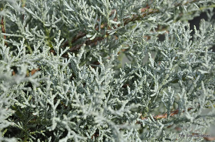 Juniper Angelica Blue | Live Gallon Size Plants | Juniperus Chinensis | Drought Tolerant Evergreen Cold Hardy Shrub