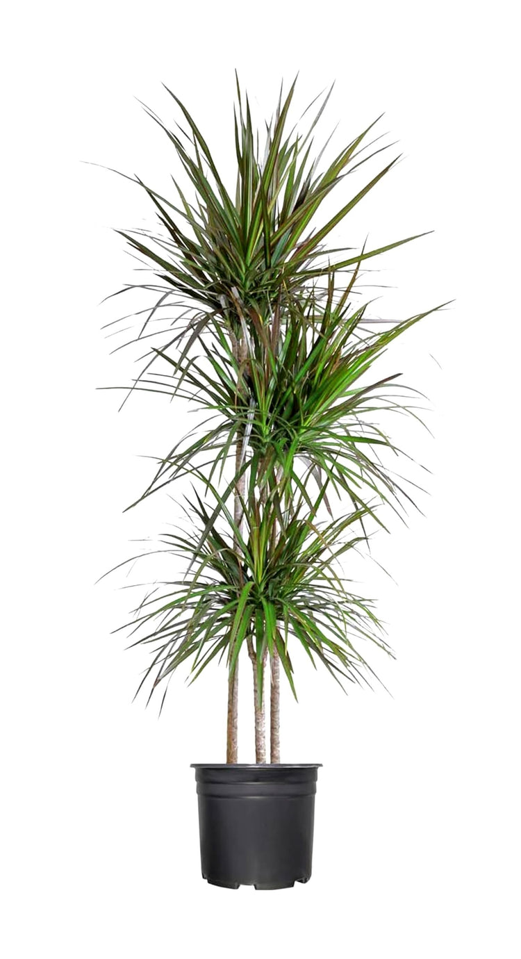Madagascar Dragon Tree | Extra Large 3 Gallon Tree | Large Beautiful Florist Quality House Plant | Air Purifying Exotic Indoor Plant | Perfect for Home and Office Decor