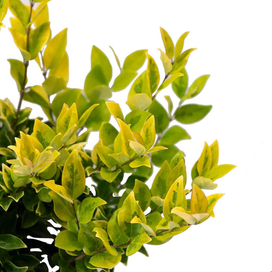 Ligustrum Japonicum Howardi I Large Gallon Size Plants I Variegated Privet Howard I Quality, Evergreen Japanese Privet Shrub for Ornamental Landscaping, Fast|Growing, Low|Maintenance