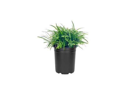 Dwarf Mondo Grass | Large Quart Size Plants | Ophiopogon Japonicus Nanus | Live Shade Loving Evergreen Ground Cover