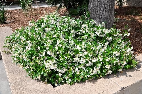 Confederate Jasmine Plants | Live 4 Inch Pots | Trachelospermum Jasminoides | Flowering Vine | Outdoor Garden