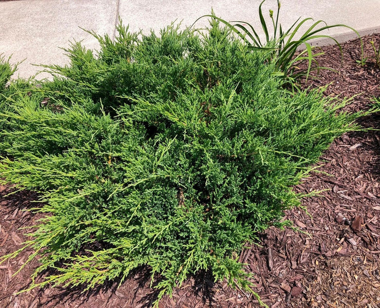 Green Sargent Juniper | Extra Large 3 Gallon Plant | Fast|Growing Evergreen for Landscaping, Privacy Screen, and Garden Borders | Hardy & Low|Maintenance