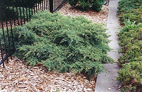 Juniper Nicks Compacta | Live Gallon Size Plants | Juniperus Chinensis | Drought Tolerant Cold Hardy Evergreen Groundcover