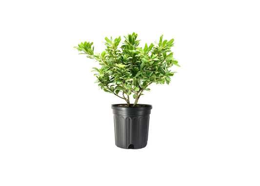 Pittosporum Variegated I Large Gallon Size Plants I Pittosporum Tobria Variegatum I Live Striking Two|Tone Foliage for All|Year Visual Interest, Ideal for Hedges, Borders