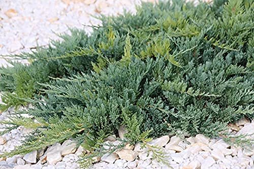 Juniper Blue Chip | Live Gallon Size Plants | Juniperus Horizontalis | Evergreen Cold Hardy Drought Tolerant Groundcover