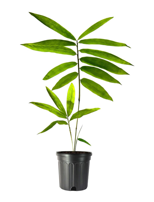 Graceful Bambusa Nutans Bongkhai Ever Bamboo | Large Gallon Size Plant | Fast|Growing Privacy Screen | Hardy & Lush Outdoor Greenery