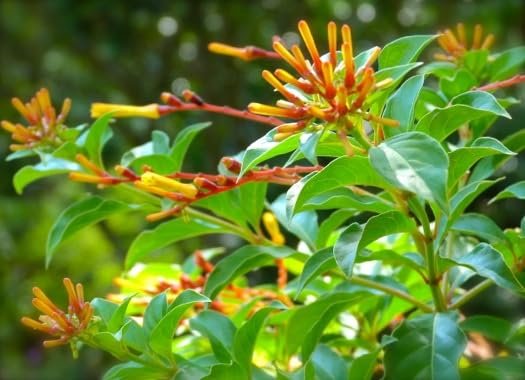 Firebush Firefly I Live Plants I Dwarf Hamelia Patens I Brilliant Red Blooms, Compact Size, Heat and Drought|Resistant, Ideal for Patios and Small Gardens