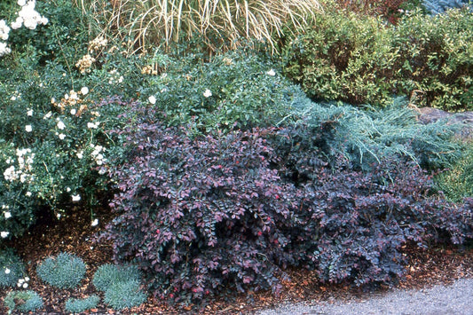 Loropetalum Plum Delight | Extra Large 3 Gallon Plants | Loropetalum Chinense VAR. Rubrum | Lush Landscaping | Garden Accent