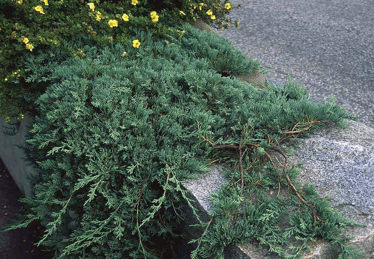 Blue Rug Juniper | Live Gallon Size Plant | Juniperus Horizontalis 'Wiltonii' | Drought Tolerant Cold Hardy Evergreen Groundcover