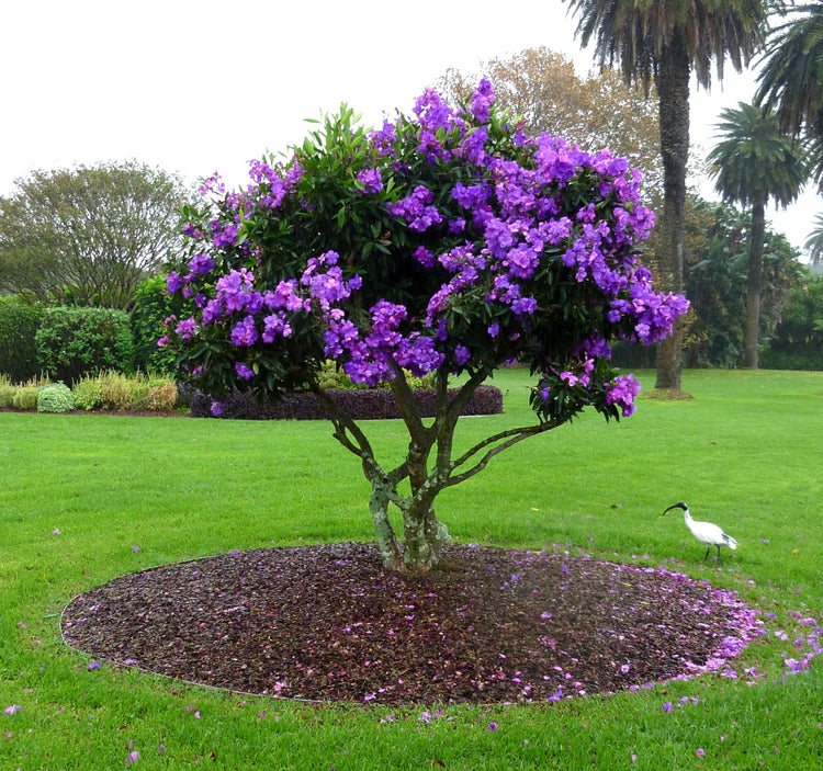 Tibouchina Dwarf Princess Flower I Live Plants I Lepidotal Compact Size, Eye|Catching Purple Blooms, Heat|Tolerant, Ideal for Small Gardens and Containers