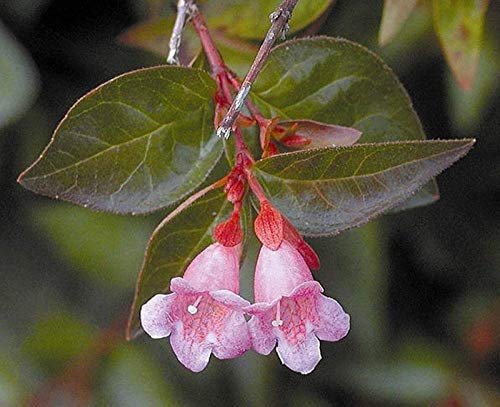 Abelia Grandiflora Edward Goucher | Live Plants | Flowering Deer Resistant Butterfly Attracting Shrub