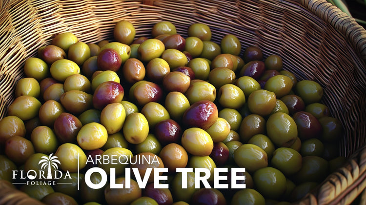 Arbequina Olive Tree | Live Gallon Size Pots | Grow Your Own Olives Indoors