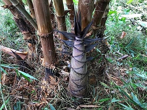Dendrocalamus Asper Bamboo Plant | Live Plant | Fast|Growing Indoor/Outdoor Giant Bamboo for Landscaping & Green Decor | Eco|Friendly | Also Known as Dragon/Rough Bamboo