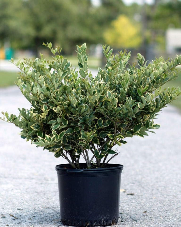 Ligustrum Jack Frost | Extra Large 3 Gallon Plants | Variegated Foliage | Ideal for Hedges and Borders | Decorative Outdoor Shrub