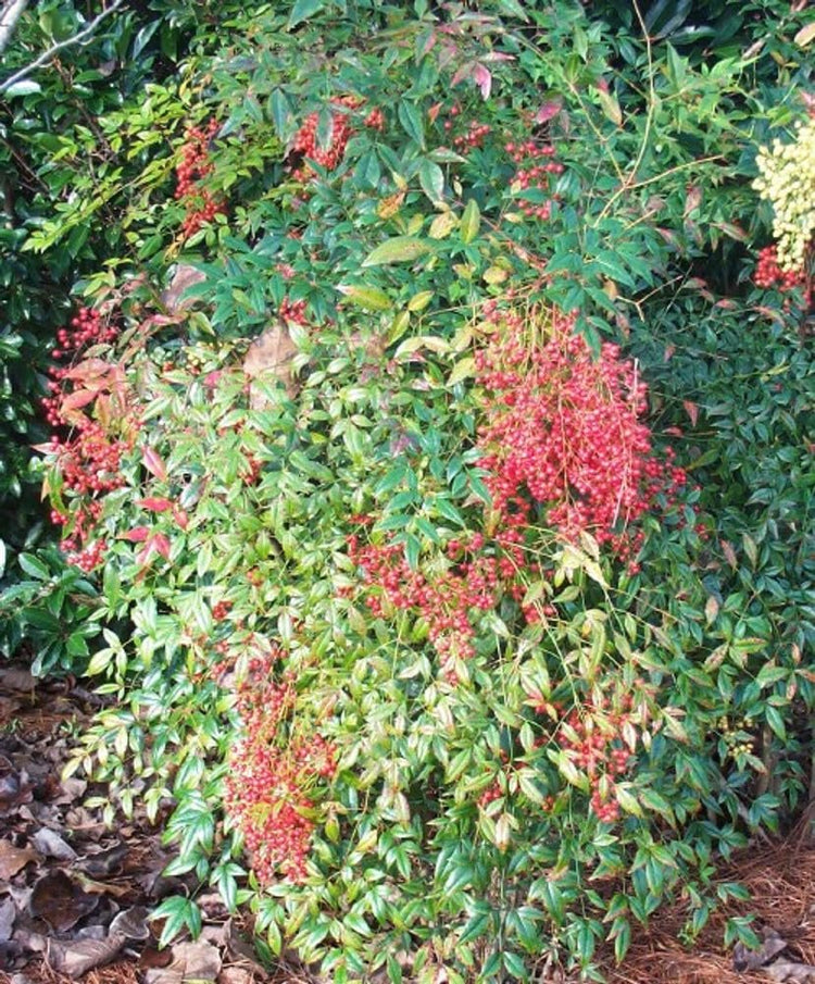 Nandina Domestica | Extra Large 3 Gallon Plants | Heavenly Bamboo | Vibrant Year|Round Color | Low Maintenance