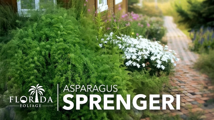 Fern Sprengeri | Live Plants | Asparagus Densiflorus | Evergreen Ornamental Fern | Lush Green Foliage for Hanging Baskets & Borders