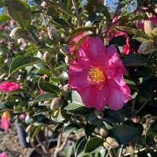Camellia Sasanqua Kaniiro I Extra Large 3 Gallon Plants | Pink Flowering Vibrant Blooming Shrub, Live Plant for Garden, Landscape & Home Decor, Hardy Evergreen Ornamental Flowering Bush
