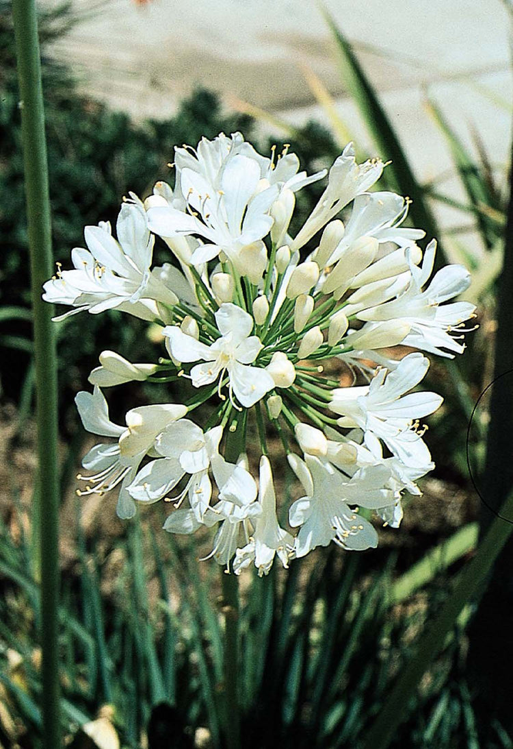 Agapanthus Getty White | Live Plants | Blooming Groundcover Grass