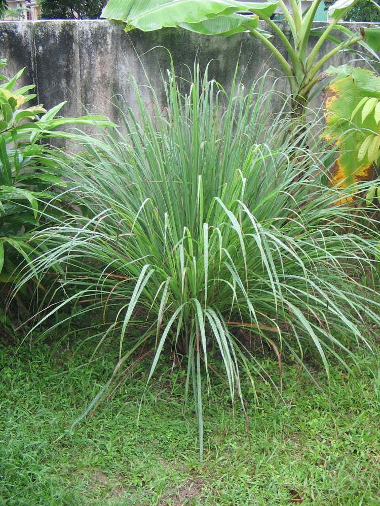 Cymbopogon Nardus Citronella Grass | Live Plants | Perfect for Outdoor Gardens and Patio Decor, Easy|to|Grow Aromatic Plant