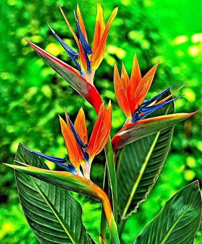 Orange Bird of Paradise | Strelitzia Reginae | Large Live Plant | Tropical Perennial Blooming Specimen