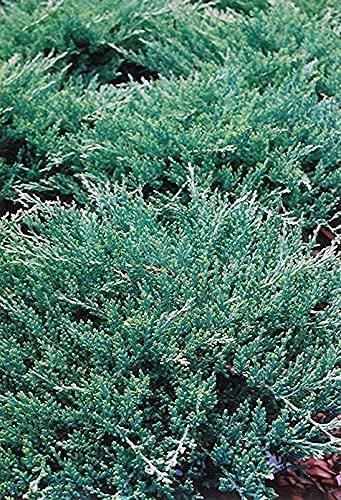 Florida Foliage Green Sargent Juniper | Live 4 Inch Pots | Juniperus Chinensis | Drought Tolerant Cold Hardy Evergreen Groundcover