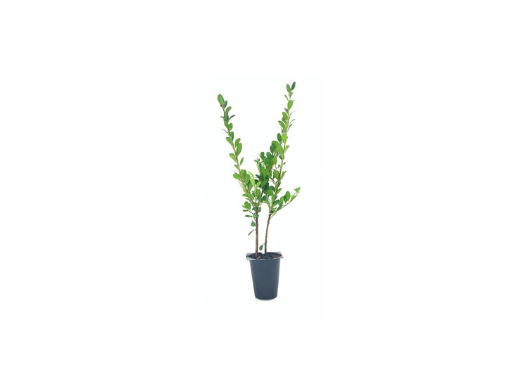 Ilex Compacta Crenata Japanese Holly | Live Plants | Low Maintenance Evergreen Foundation Shrub