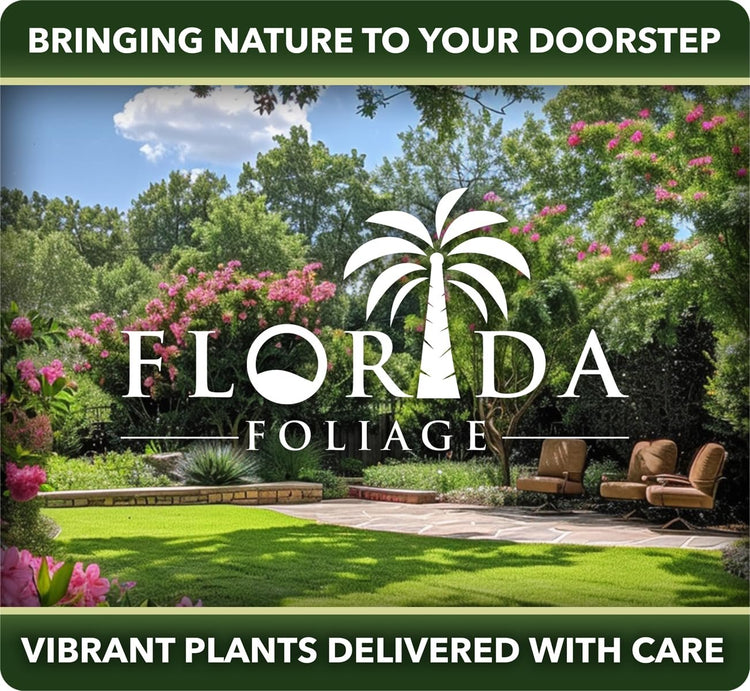 Madagascar Dragon Tree | Extra Large 3 Gallon Tree | Large Beautiful Florist Quality House Plant | Air Purifying Exotic Indoor Plant | Perfect for Home and Office Decor