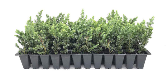 Juniper Blue Pacific | Live Plants | 2" Pot Size | Evergreen Ground Cover 'Shore Juniper'