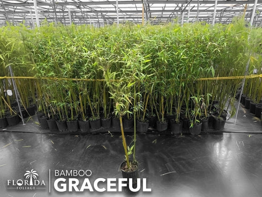 Graceful Bamboo Plant | Live Plants | Bambusa Textilis Gracilis | Privacy Screen Bamboo | Fast|Growing Ornamental Garden Plants