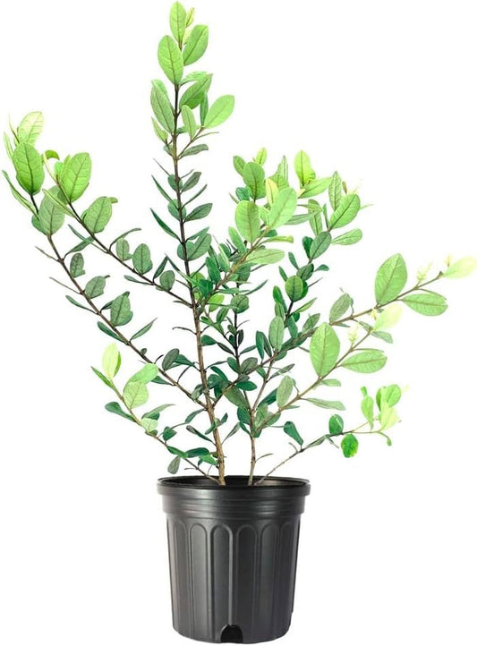 Pineapple Guava | Large Gallon Size Plant | Feijoa Sellowiana | Edible Fruit Shrub and Fragrant Flowering Foliage