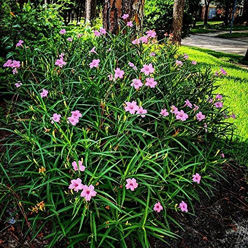Mexican Petunia Pink | Live Plants | Ruellia Brittoniana | Pink Flowering Landscape Pollinator | Heat Tolerant Groundcover | Outdoor Perennial for Gardens Borders Walkways Containers