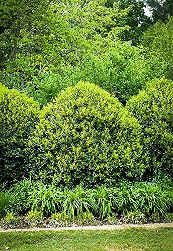 Needlepoint Chinese Holly | Ilex Cornuta | Live Quart Size Plant | Low Maintenance Screening Evergreen Hedge
