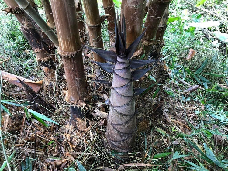 Dendrocalamus Asper Bamboo Plant | Live Plant | Fast|Growing Indoor/Outdoor Giant Bamboo for Landscaping & Green Decor | Eco|Friendly | Also Known as Dragon/Rough Bamboo