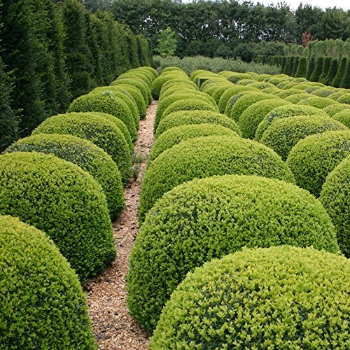 Japanese Boxwood | Live Plants | 2" Pot Size | Buxus Microphylla | Fast Growing Cold Hardy Formal Evergreen Shrub