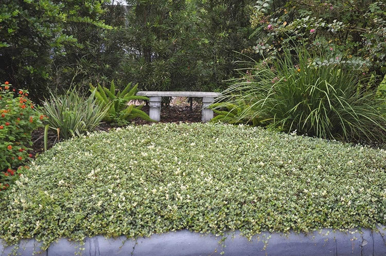 Variegated Asiatic Jasmine Minima | Live Plants | Easy|Grow Ground Cover | Lush, Trailing Green and White Foliage | Perfect for Gardens and Landscape Borders | Hardy Evergreen Plant