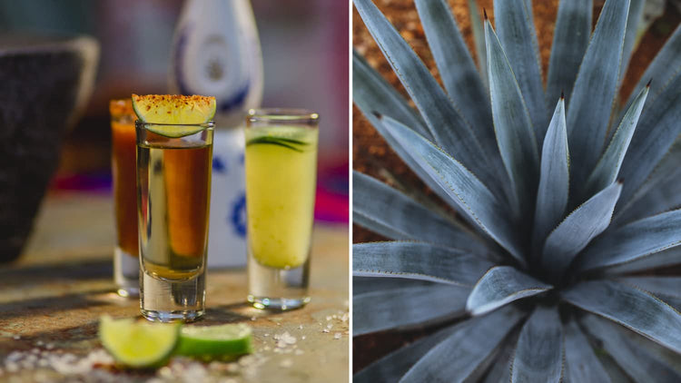 Agave Tequilana | Live Medium Size Plants | Blue Weber Tequila Succulent | Drought Tolerant Hardy Ornamental Specimen