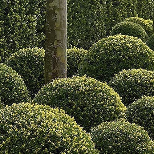 Ilex Compacta Crenata Japanese Holly | Live Plants | Low Maintenance Evergreen Foundation Shrub
