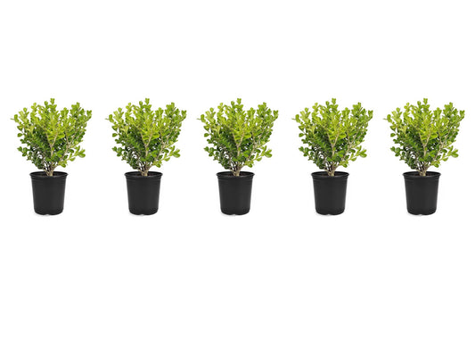 Japanese Boxwood | Live 4 Inch Pots | Buxus Microphylla | Formal Evergreen Low Maintenance Hedge Plants