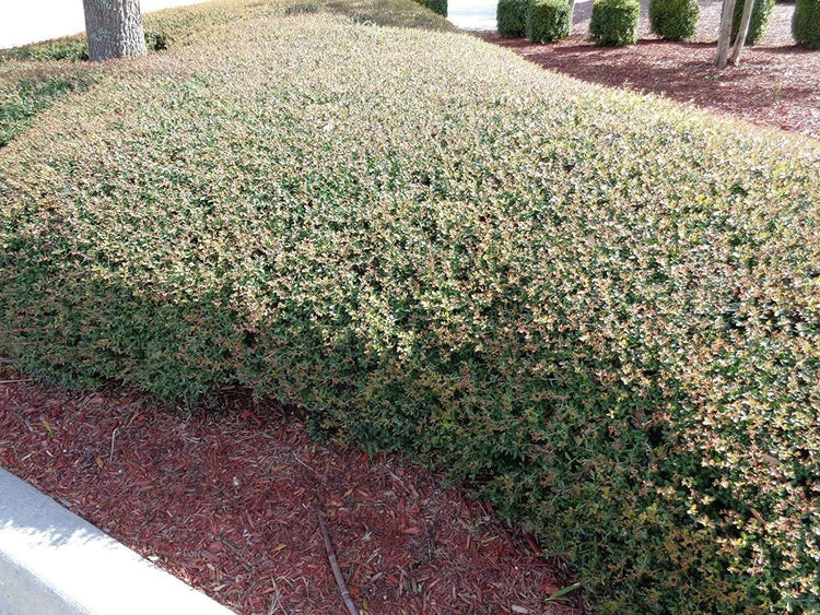 Dwarf Yaupon Holly | Live Gallon Size Plant | Ilex Schilling Stokes Vomitoria | Evergreen Drought Tolerant Low Maintenance Hedge Shrub